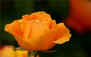 Flower water droplets roses macro - rose free wallpaper for desktop