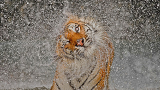 Tiger water play impressionist award - eye open free wallpaper