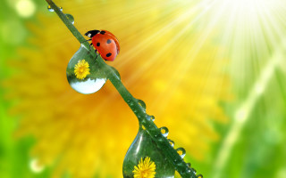 Ladybug green leaf water drops - a ladybug free wallpaper