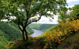 Tree hill river valley yellow 3 - yellow flower free wallpaper