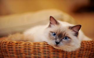 Cat basket blue eyes brown - a basket free wallpaper