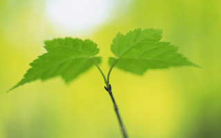 Green leaf branch blurry background 3 - green leaf and grass free wallpaper