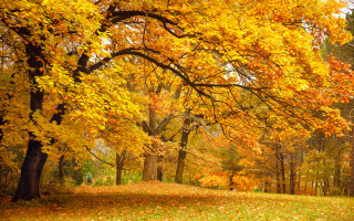 Park bench autumn leaves fiery - yellow leaf free wallpaper