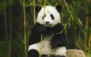 Panda bamboo forest wildlife ecology - a panda bear free wallpaper