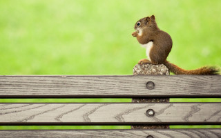 Squirrel wooden bench green field - a wooden bench next free wallpaper