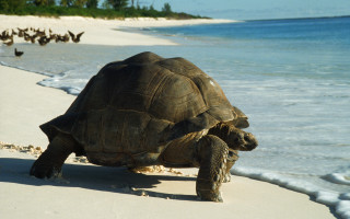 Large turtle beach ocean birds - bird free wallpaper for desktop