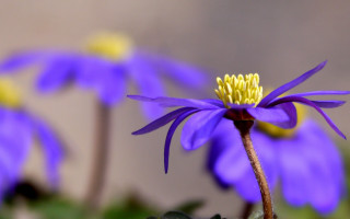 Purple flower yellow stamens blue - a purple flower free wallpaper