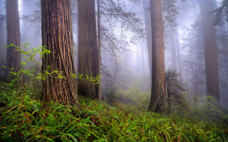 Foggy forest trees green nature 2 - green plant free wallpaper