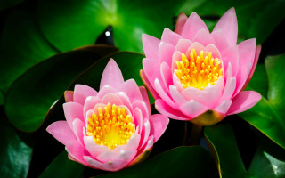 Pink flowers yellow center green - two pink flower free wallpaper