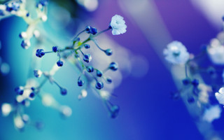 Blue flower bokeh water drop 2 - a close up of a flower free wallpaper for desktop