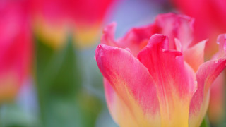 Pink yellow flower green leaves - the background and a blurry background free wallpaper for desktop