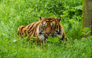 Tiger laying in tall grass - single free wallpaper
