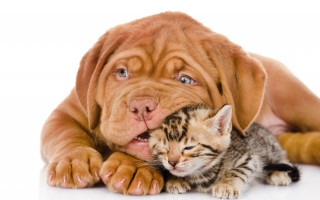 Dog kitten white background shiba - stuckism free wallpaper for desktop