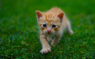 Small kitten green field blurry - a lush green field of grass free wallpaper