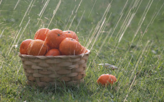 Basket oranges rain fence nature - christo free wallpaper
