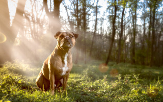 Dog grass woods sunshine autumn - the dog free wallpaper