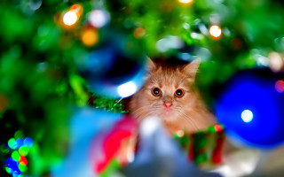 Cat christmas ornament lights blue - sharp focus free wallpaper
