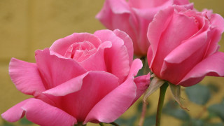 Pink roses vase yellow wall - two pink rose free wallpaper