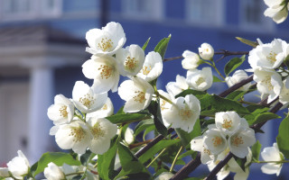 White flower blooming tree building - outside free wallpaper for desktop