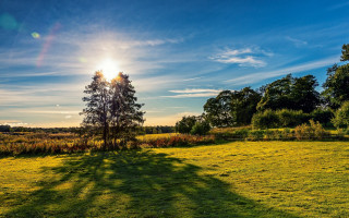 Field tree sunset blue sky - a bright sun in the background free wallpaper