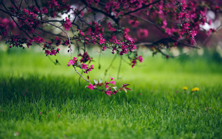 Pink flower tree bush blurry 2 - nature free wallpaper