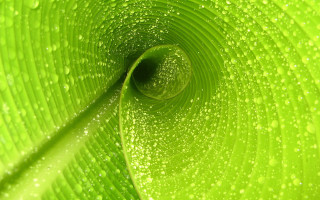 Green plant water droplets nature - a black center free wallpaper