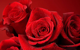 Red roses water droplets black 3 - red rose free wallpaper