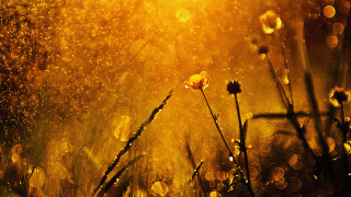 Rainy night field flowers sunshine - ektachrome photograph free wallpaper