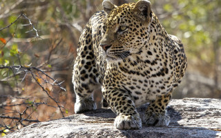 Leopard walking rock wildlife camera - wild free wallpaper for desktop