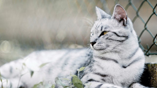 Sad cat by fence blurry - free winter wallpaper