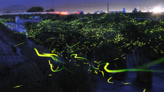 Green train night lights fireflies - green plant free wallpaper