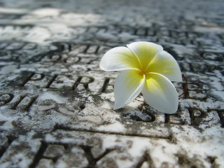 Flower memorial snow yellow concrete - concrete art free wallpaper