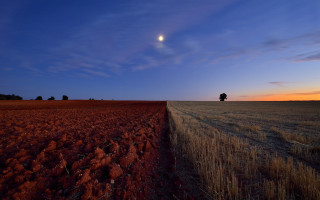 Moon horizon ocean silhouette twilight - a tree in the distance free wallpaper