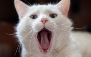 White cat open mouth blue - mouth wide open free wallpaper