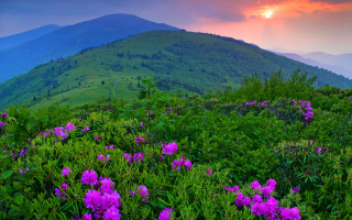 Mountain flower field sunset clouds 3 - the foreground and a sunset in the background free wallpaper