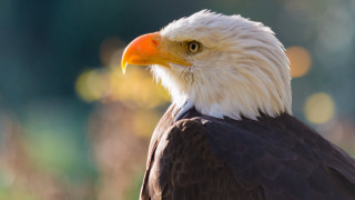 Bald eagle orange beak white - orange beak free wallpaper