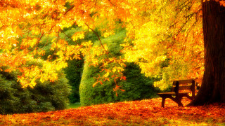 Autumn park bench leaves orange - orange leaf free wallpaper