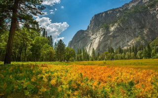Yellow flower field mountain sky 2 - yellow flower and trees free wallpaper