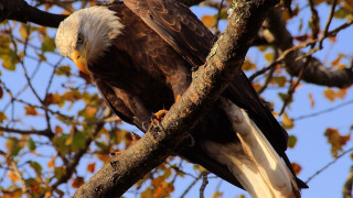 Bald eagle autumn leaves nature - sharp focus free wallpaper