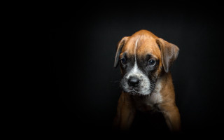 Brown white dog black background 3 - dog free wallpaper