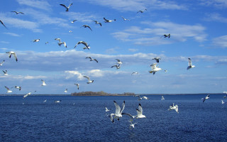 Seagulls water island blue sky - over a body of water free wallpaper