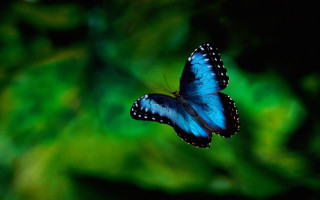 Blue butterfly green leaf macro - a blue butterfly free wallpaper