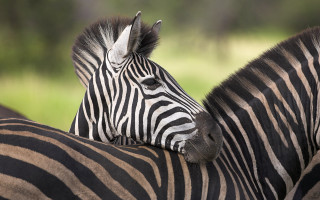 Zebra closeup animals naturalism jigsaw - free animals wallpaper