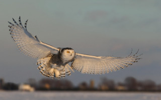 Snowy owl flying field trees - the background and a sky background free wallpaper