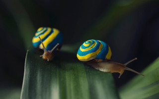 Yellow blue swirl snails green - a swirl free wallpaper