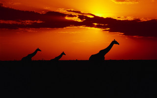 Giraffes sunset field wildlife matte - the sun in the background free wallpaper for desktop
