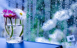 Vase flowers window sill rain - a still life free wallpaper