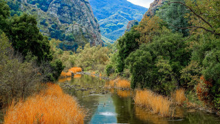 River trees mountains ducks landscape - tree and mountains free wallpaper for desktop