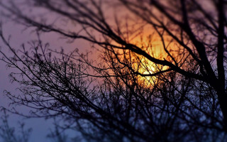 Bare tree sunset foggy branches - a purple sky behind free wallpaper