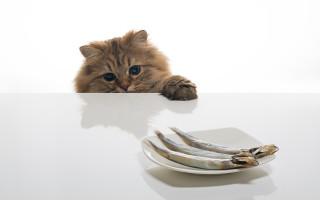 Cat fish banana table animal - the table free wallpaper